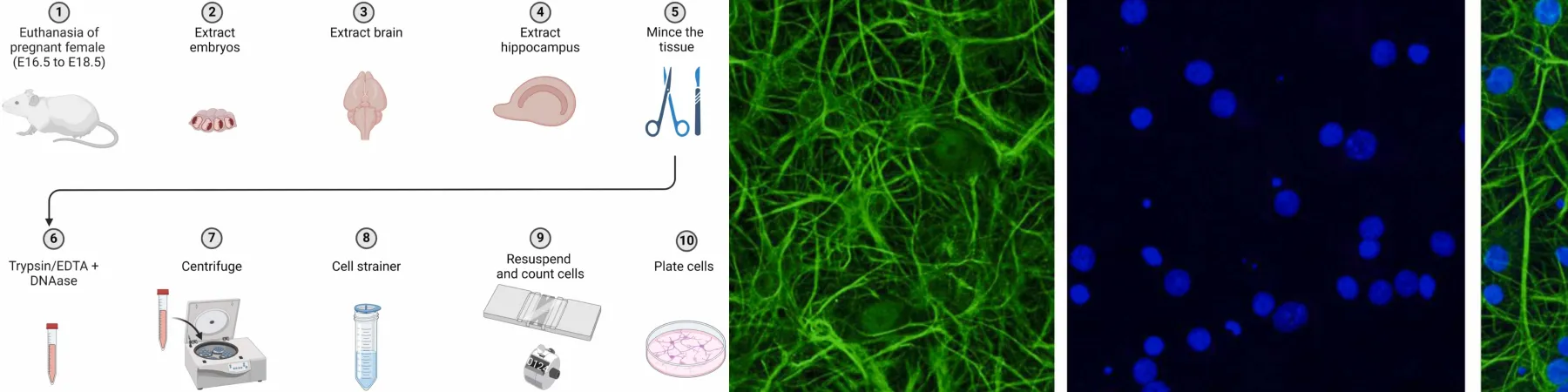 Illustration in a new publication from Dr. Jary Delgado explaining Adaptations to the neuronal culture for researchers at undergraduate institutions.