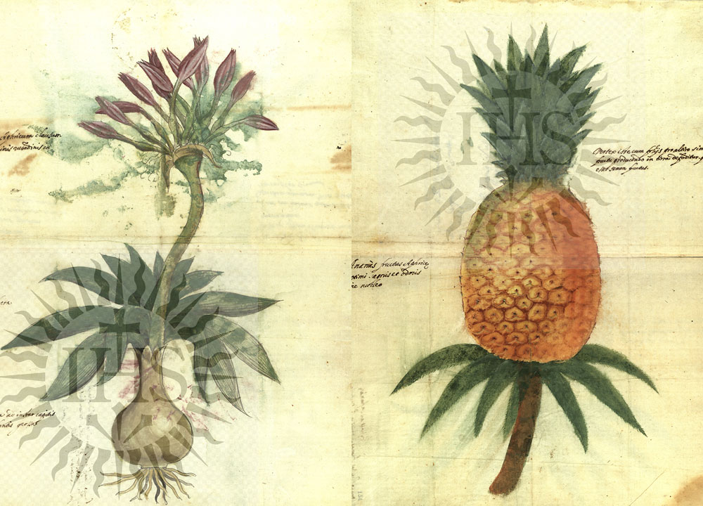 2 illustrations of plants created by Father Michal Piotr Boym. An unnamed plant is in illustrated on the left. A pineapple is illustrated on the right
