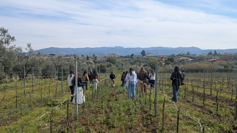 Students in the vineyard