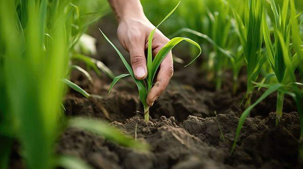 Close up of a farmer's hand touching a plant sprout