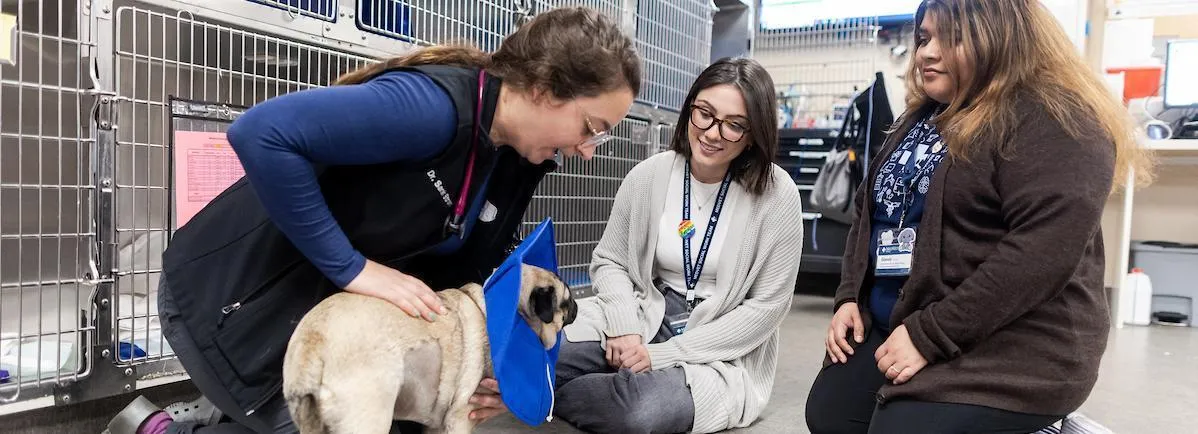 A school of social work intern assists veterinary social workers at MedVet in Chicago.