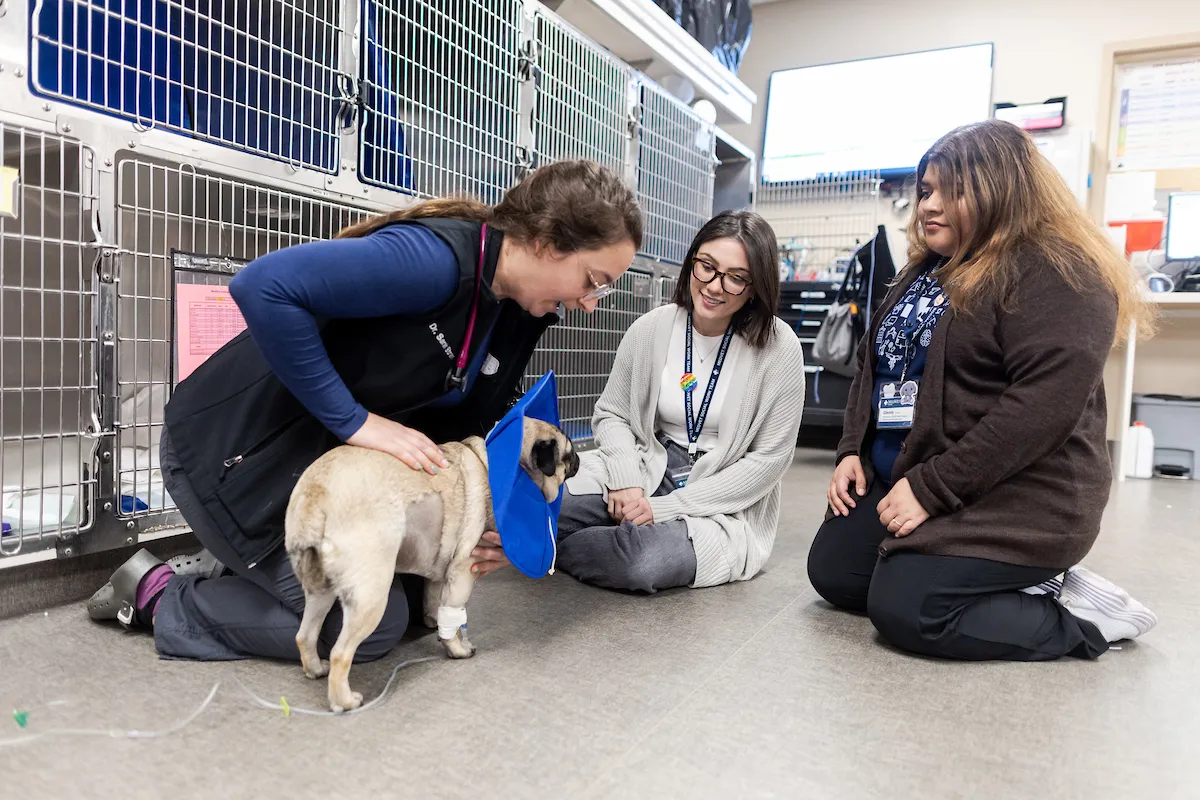 School of Social Work interns work at their internship site, MedVet.