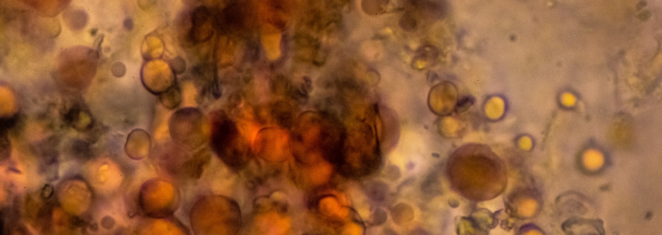 Células sanguíneas en primer plano