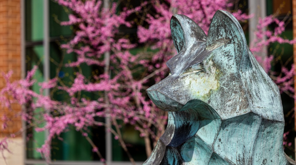 A close up of the wolf's head of the Los Lobos statue with spring blossoms in the background on Lake Shore Campus A close up of the wolf's head of the Los Lobos statue with spring blossoms in the background on Lake Shore Campus