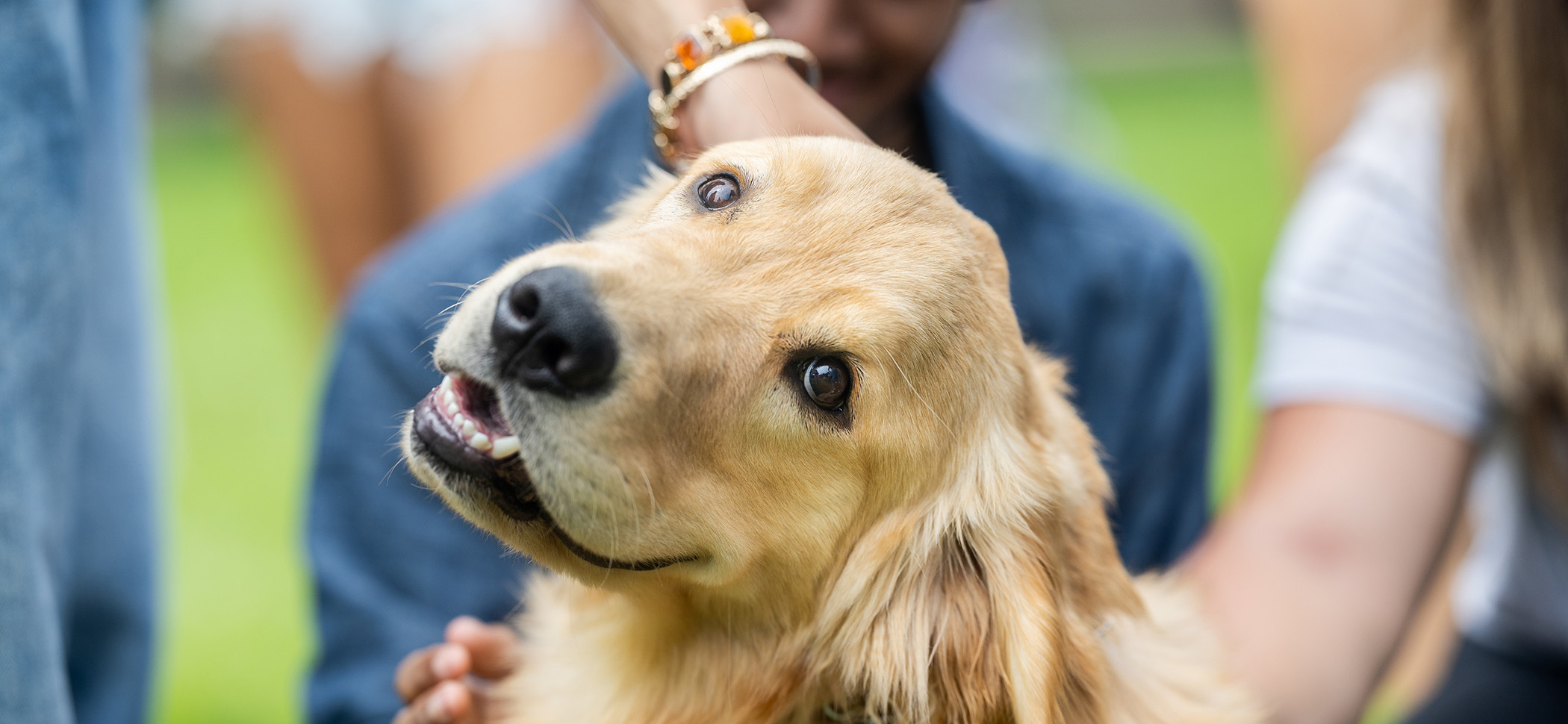 Sullivan, a golden retriever and therapy dog, receives pets on his head from students.