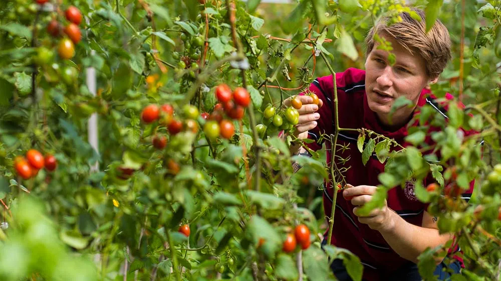 Student kneeling behind tomato plants
