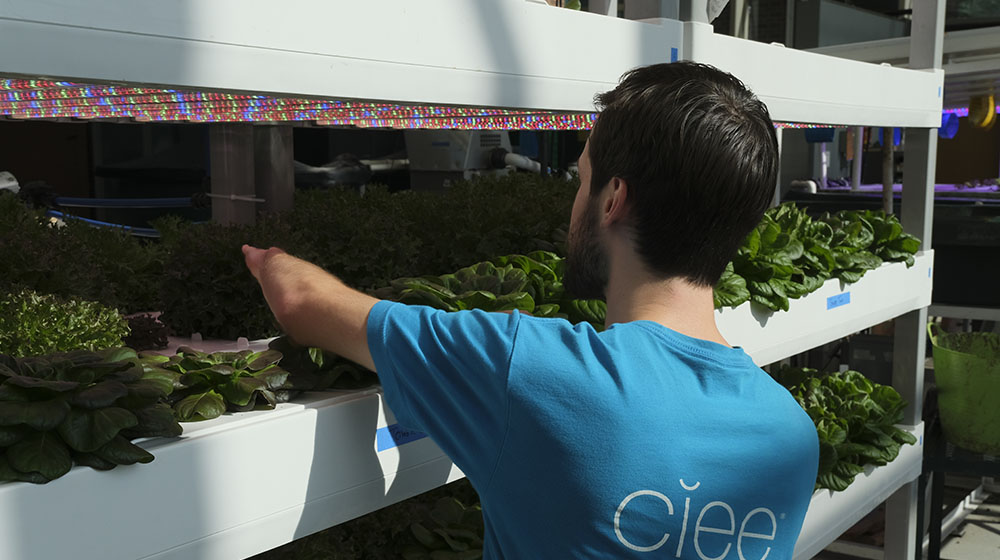 Brandon Horn Brandon Horn