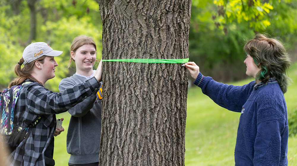 students measure a tree