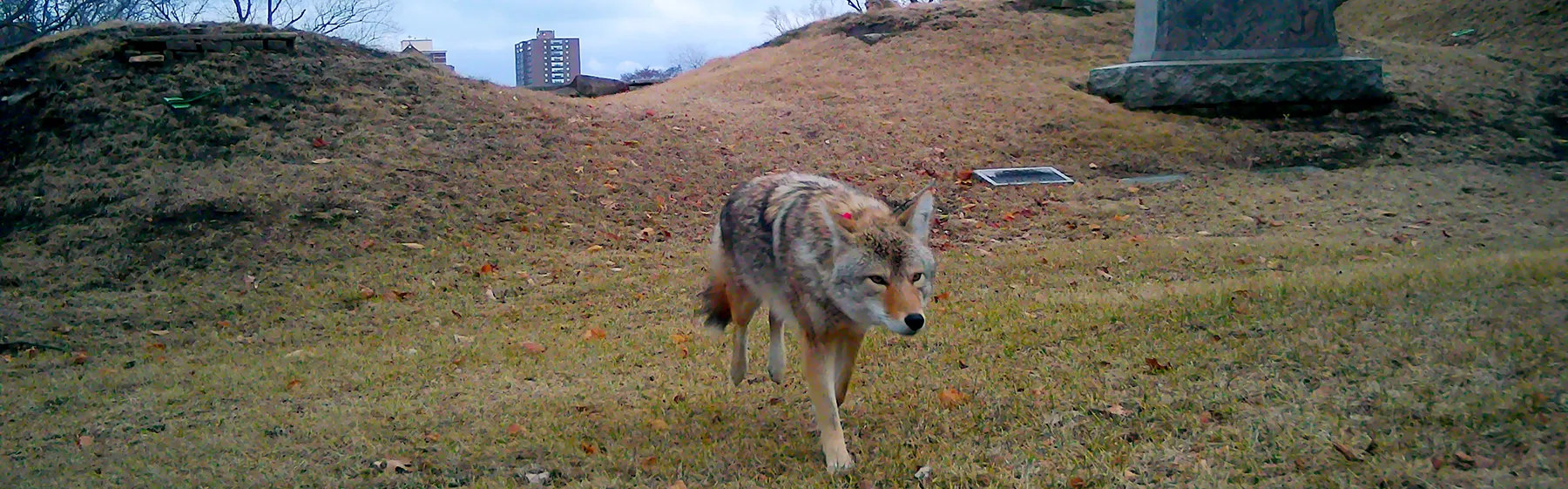 Coyote at Graceland Cemetery
