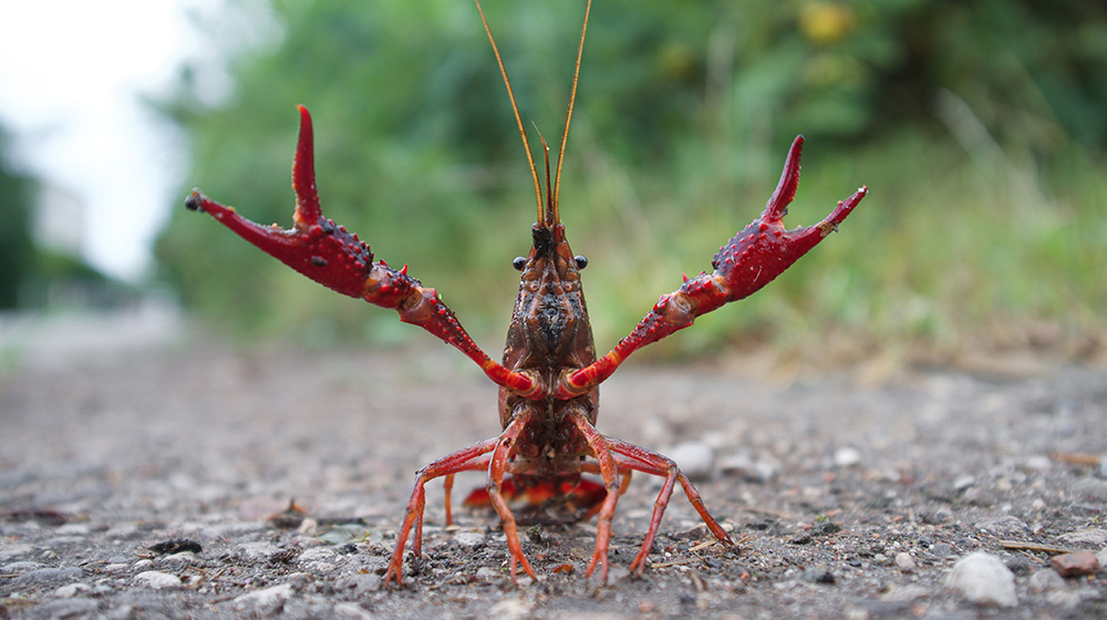 Red swamp crayfish