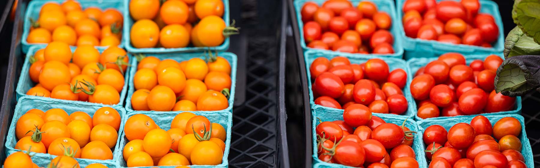 tomatoes at the farmers market