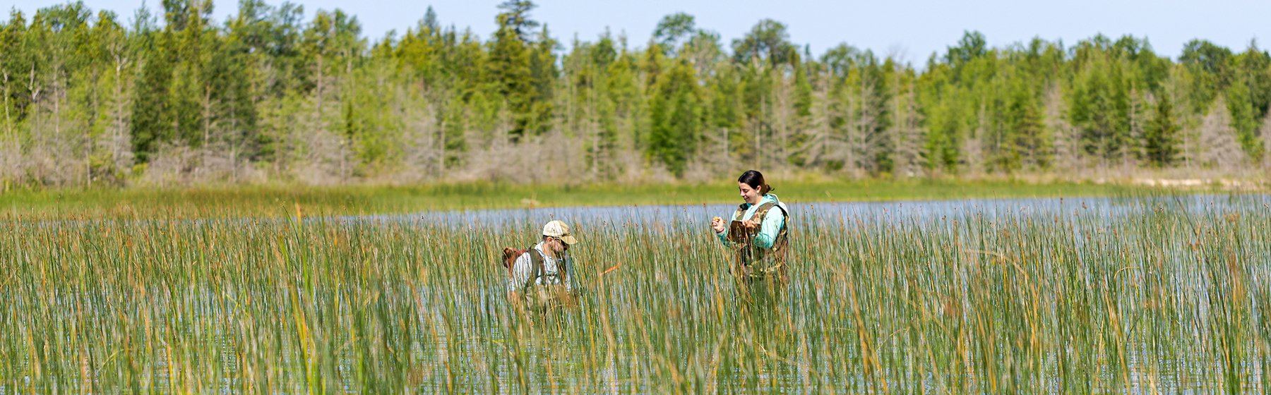 researchers in a wetland
