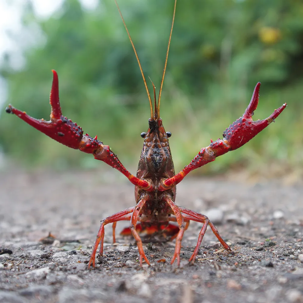 Invasive crayfish raising its claws