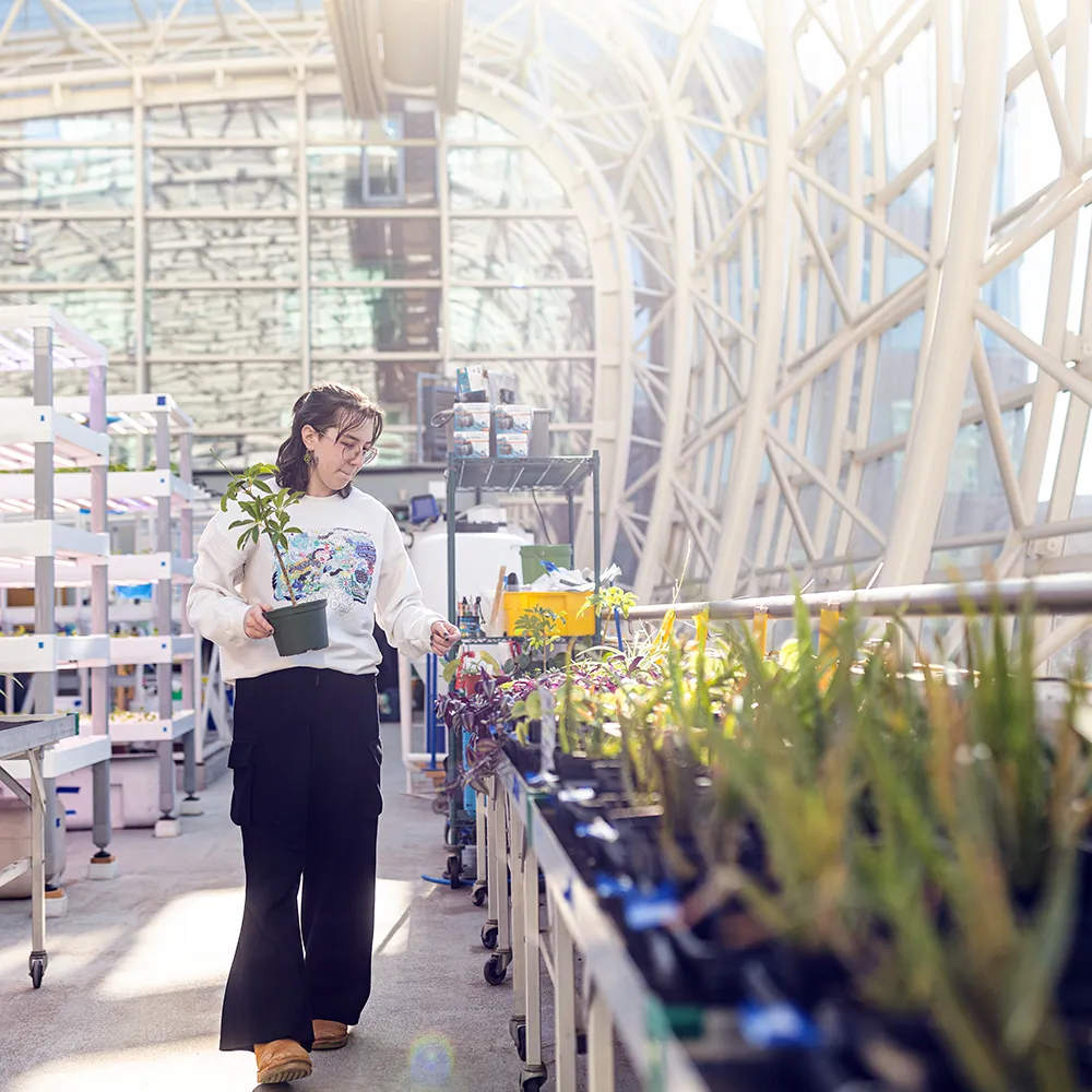 A student carries a plant through the SES greenhouse
