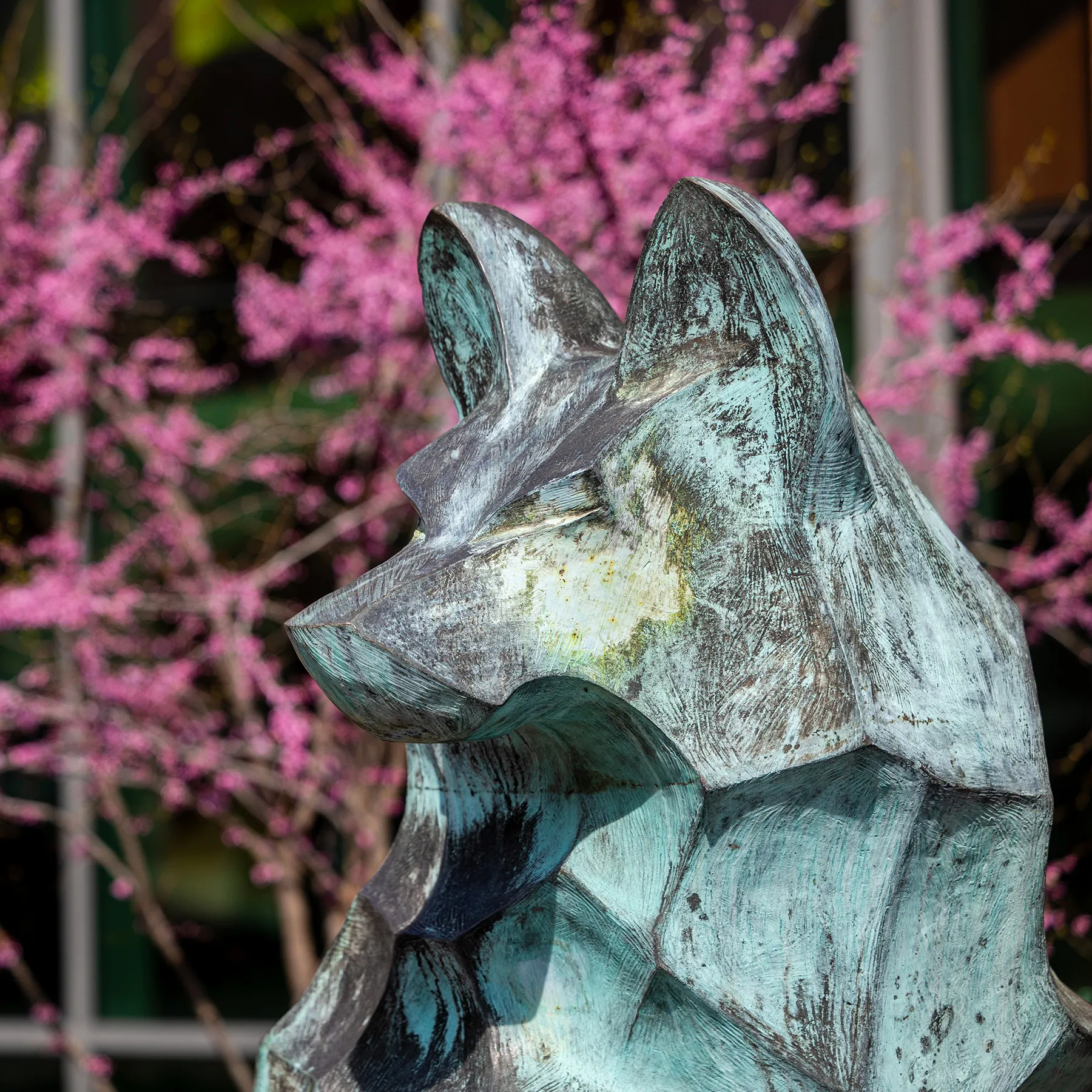 A close up of one of the wolves of the lobo statue showing the head and shoulders and the details of the patina surface. There is a beautiful magenta leafed tree in the background.