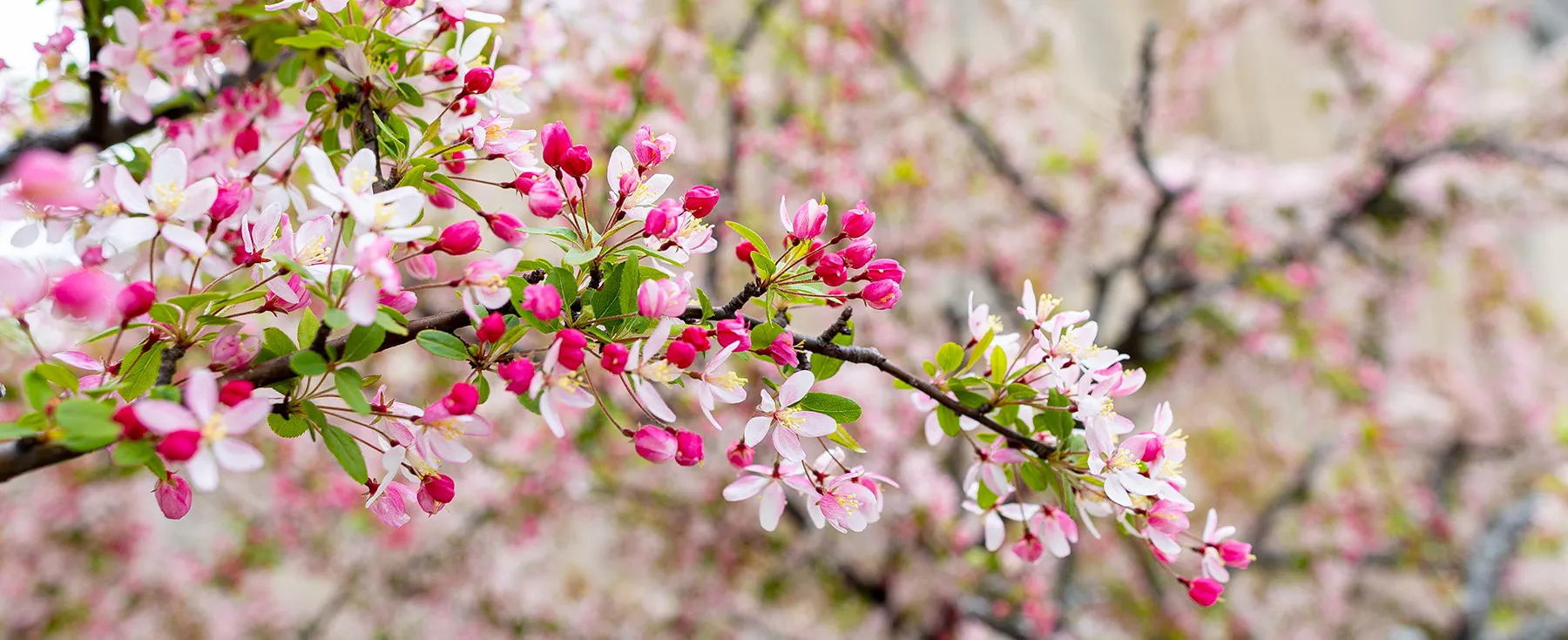 “While we feel grief and a sense of loss, there is great joy in Sister Jean’s legacy. Her presence was a profound blessing for our entire community and her spirit abides in thousands of lives. In her honor, we can aspire to share with others the love and compassion Sister Jean shared with us.”