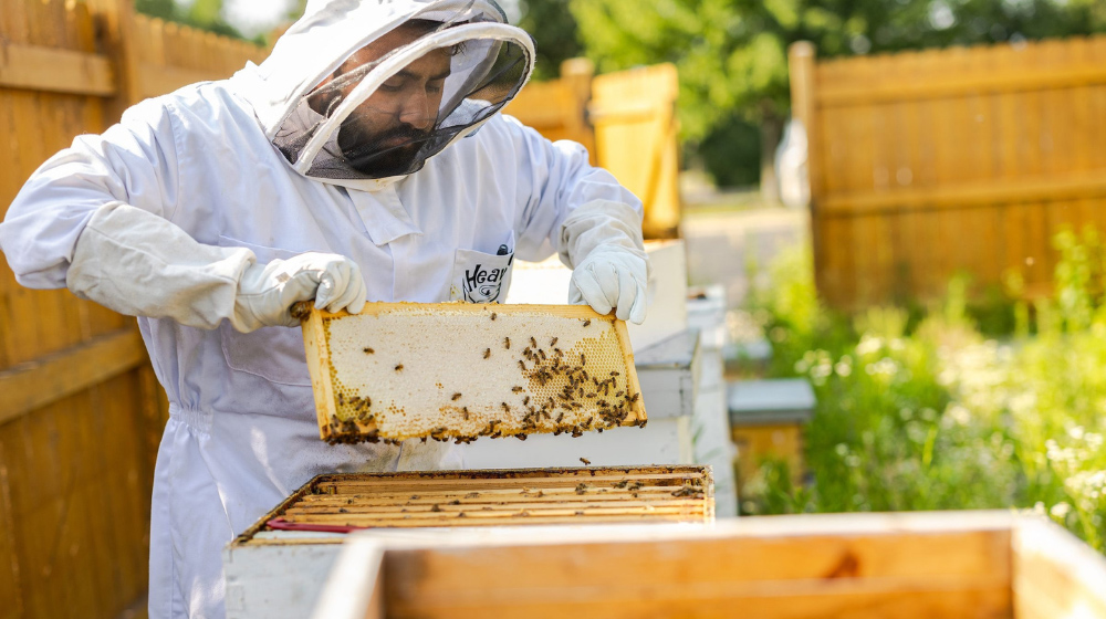 Alumnus Abdullah Motiwala cares for one of his bee colonies.