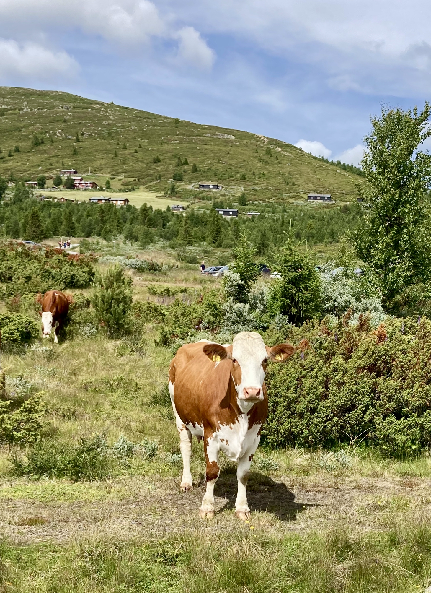 Cow standing in a grassy hillside landscape with scattered homes in the background.