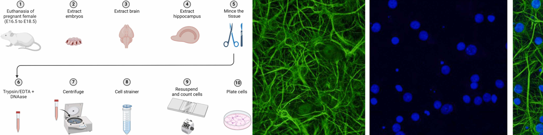 Diagram with mice, scientific instrumentation, and neurons. Illustration in a new publication from Dr. Jary Delgado explaining Adaptations to the neuronal culture for researchers at undergraduate institutions. 