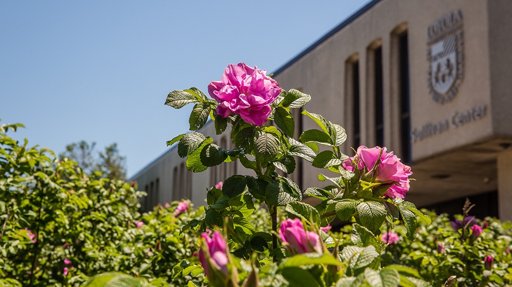 Pink roses in bloom with Loyola University Chicago campus building in background