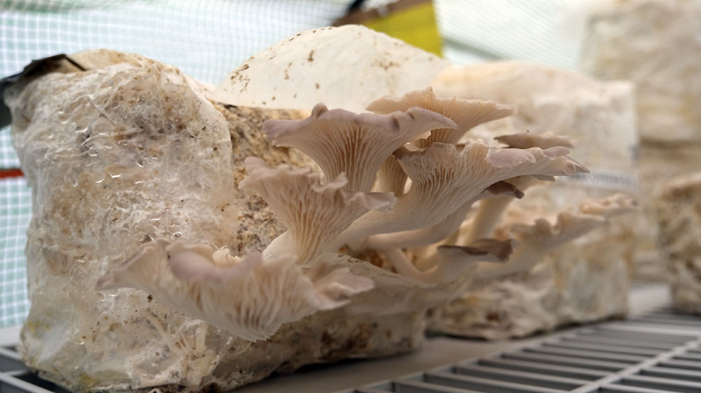 Oyster mushrooms growing from a substrate bag in an indoor cultivation setup.