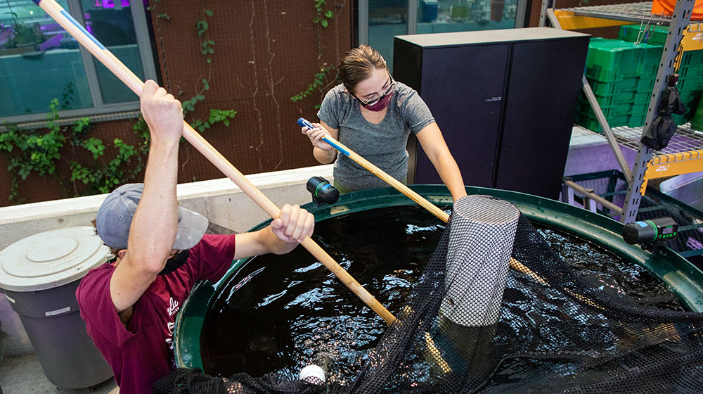 Two people using nets to work in a large indoor aquaponics tank.