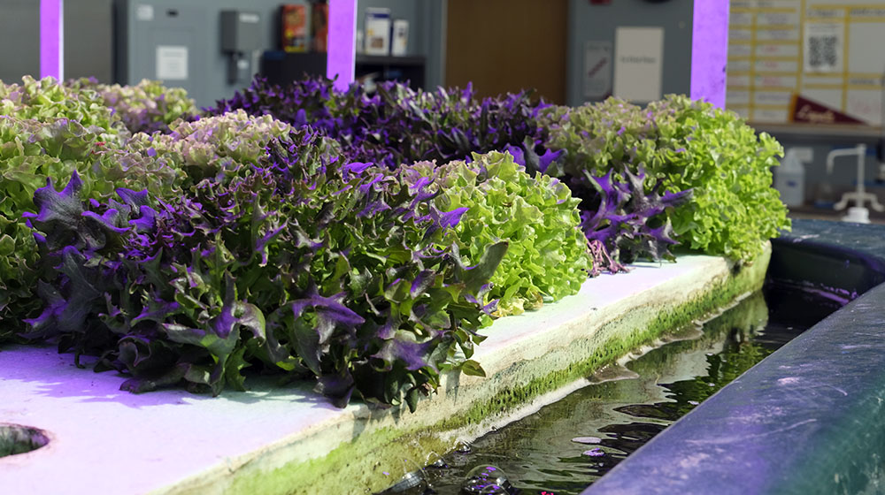 Rows of leafy greens growing in an indoor hydroponic system under purple lights.