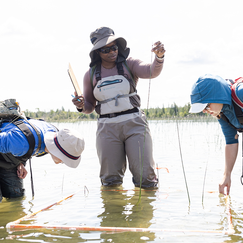 Graduate student Blessing Aleladia doing field research in a Michigan wetland