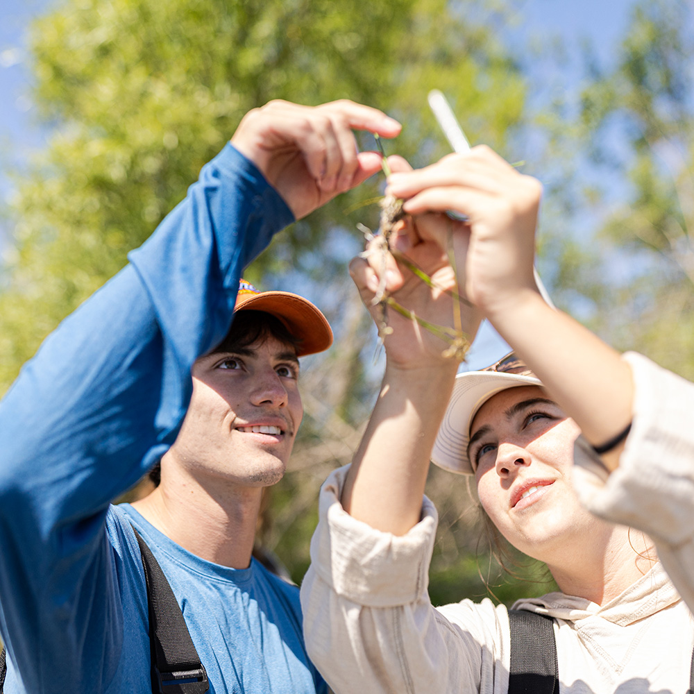 students examine a plant in the field
